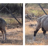 Narrandera Shire Council Public Auction