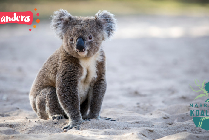 2024 Narrandera Koala Fest