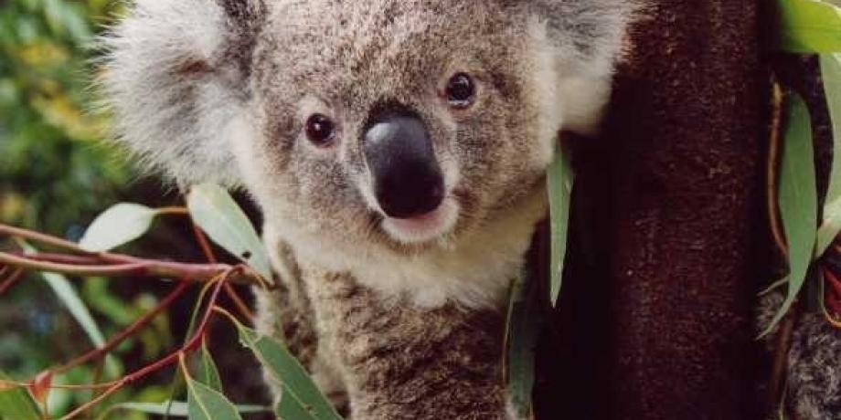 Koala count at Narrandera Flora and Fauna Reserve