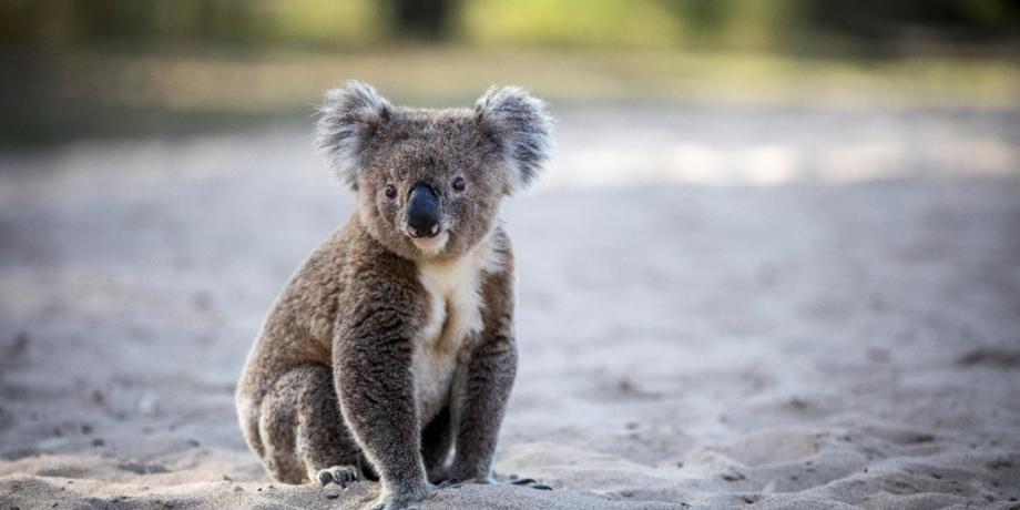 Narrandera Koala Count and Festival