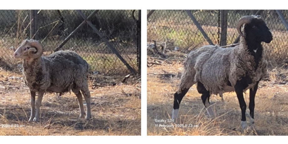 Narrandera Shire Council Public Auction