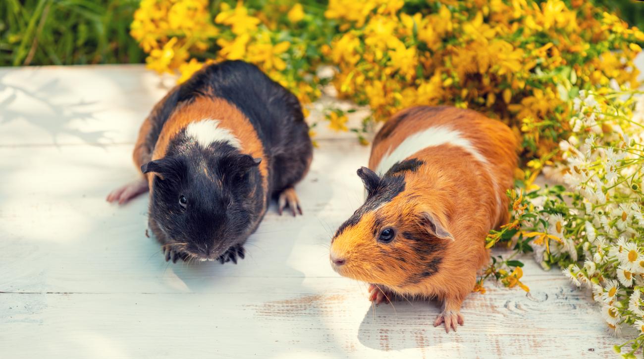 Head to Narrandera for the annual National Cavy Show.