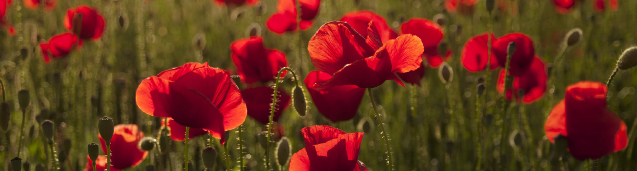 Red poppies in a field